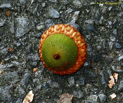 {Quercus pagoda}